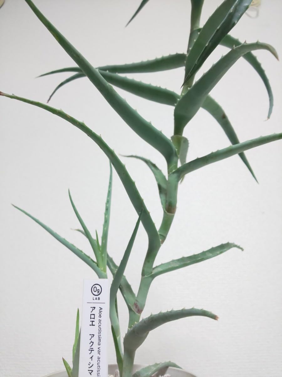 Amazon.co.jp: 2種セット アクティシマ ペペ アロエ Aloe